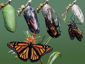 metamorphosis-of-butterflies7